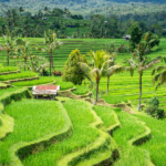 JATILUWIH_20250312_132144_0021